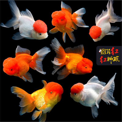 狮子头金鱼大头国狮泰狮鹤顶红丹顶鸿运当头冷水淡水好养红色纯红