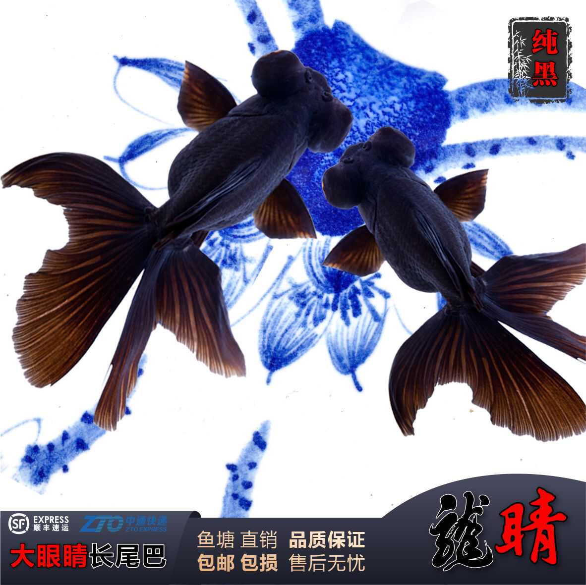 活体鱼龙睛金鱼观赏鱼大眼金鱼