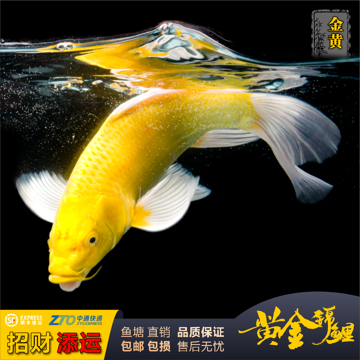 黄锦鲤活体淡水鱼龙凤锦鲤