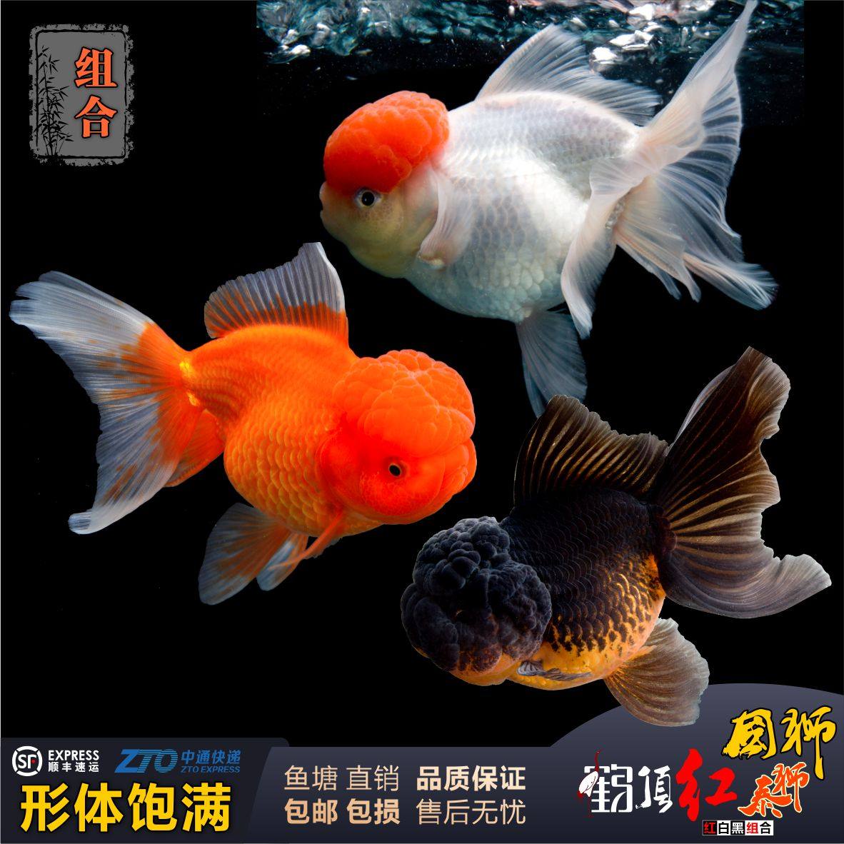 金鱼观赏鱼泰狮国狮鹤顶红冷水淡水鱼狮子头小红帽鱼苗金大头金鱼