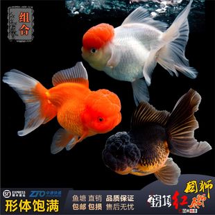 金鱼观赏鱼泰狮国狮鹤顶红冷水淡水鱼狮子头小红帽鱼苗金大头金鱼