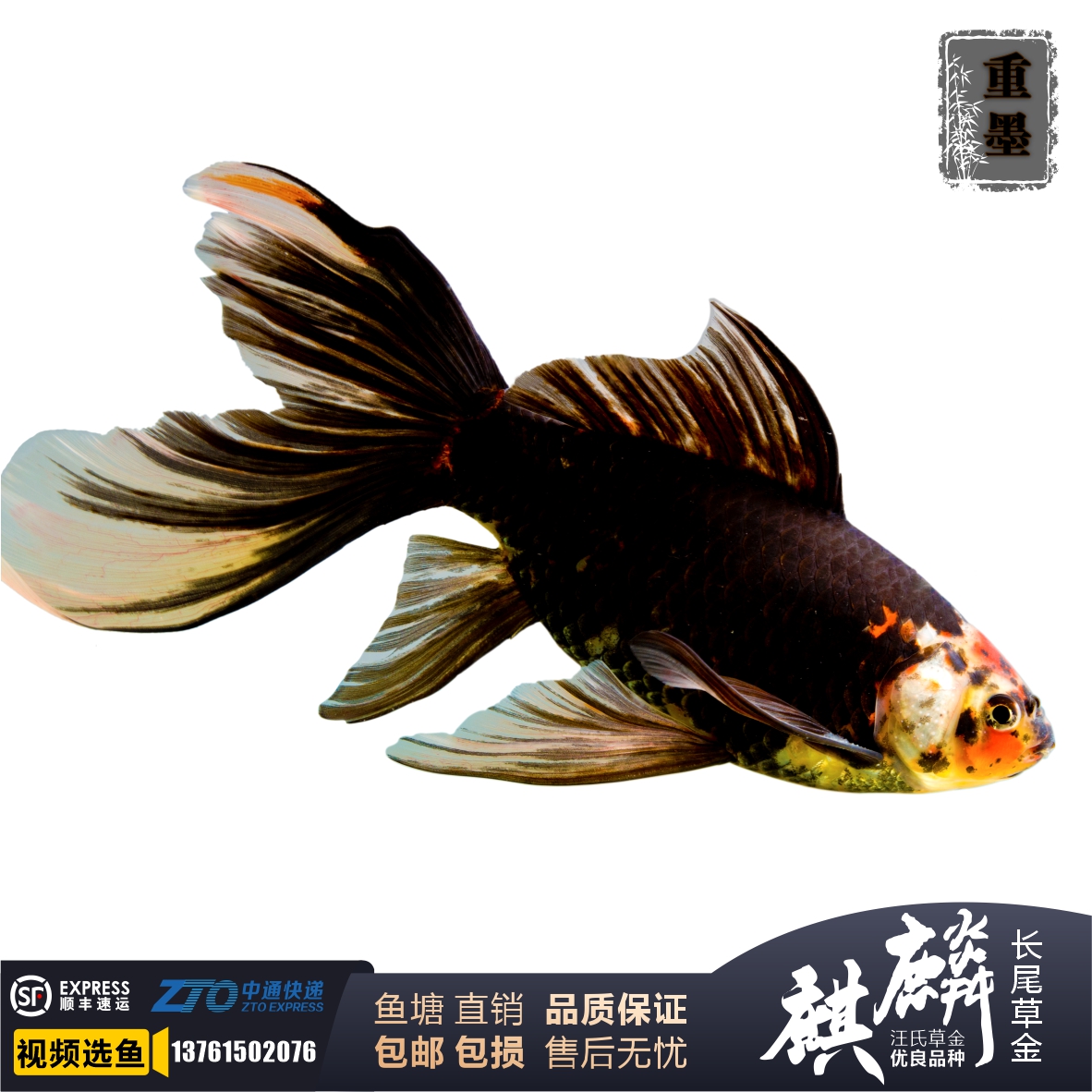 五花草金软鳞冷水鱼不打氧练手闯缸锦鲫锦鲤草金麒麟短尾草金淡水