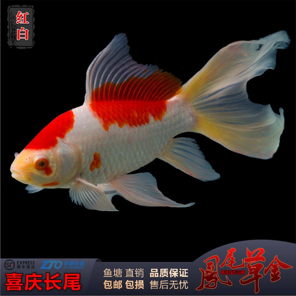 草金鱼活鱼锦鲤鱼苗观赏鱼淡水鱼冷水鱼小型耐活活体小金鱼红草金