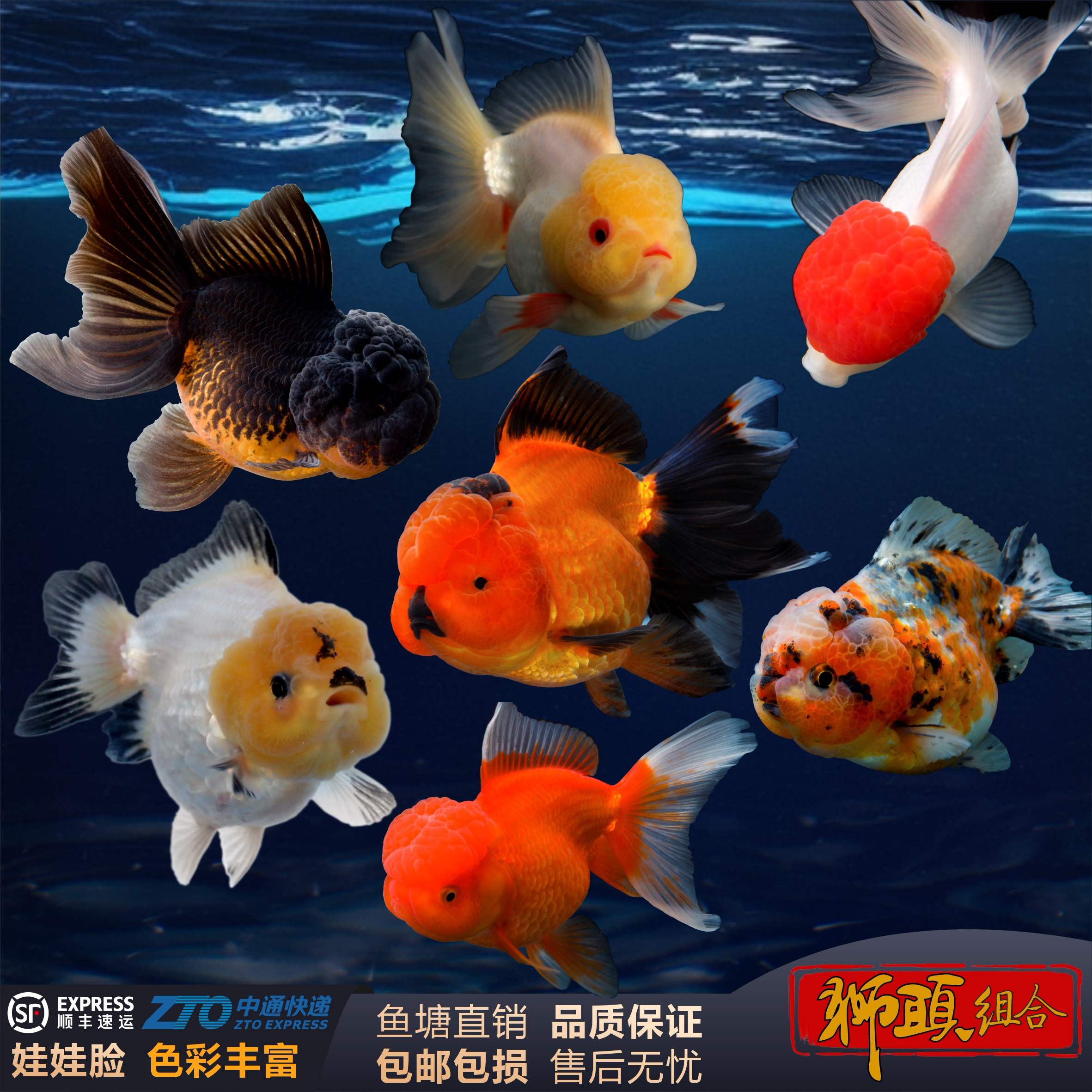 观赏鱼狮子头金鱼黑狮顶红元宝狮大头包金红狮活体菠萝头冷水淡水
