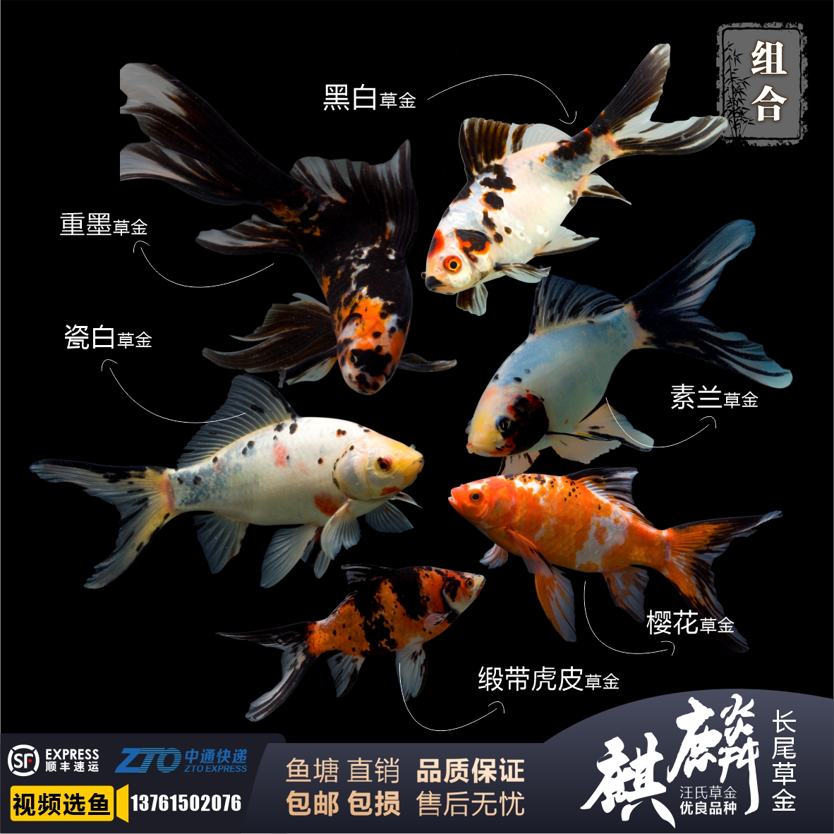 家养冷水鱼不打氧花草金锦鲫兰草