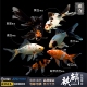 五花草金软鳞冷水鱼不打氧练手闯缸锦鲫锦鲤草金麒麟草金淡水包活