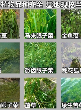 鱼塘水草矮生耐寒苦草常绿马来眼子菜穗花狐尾藻金鱼藻黑藻菹草苗