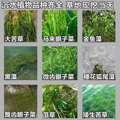 鱼塘水草矮生耐寒苦草狐尾藻