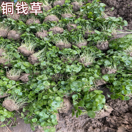 铜钱草水培植物美观净化水质