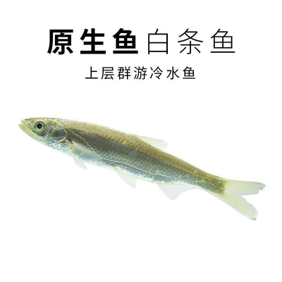 白条鱼餐条鱼冷水鱼原生鱼溪流鱼原生观赏鱼群游鱼