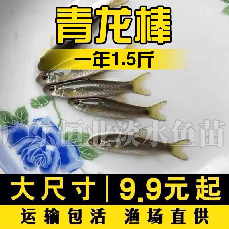 华凌鱼苗鲮鱼青龙棒米级