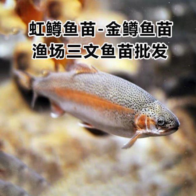 虹鳟鱼苗三文淡水养殖食