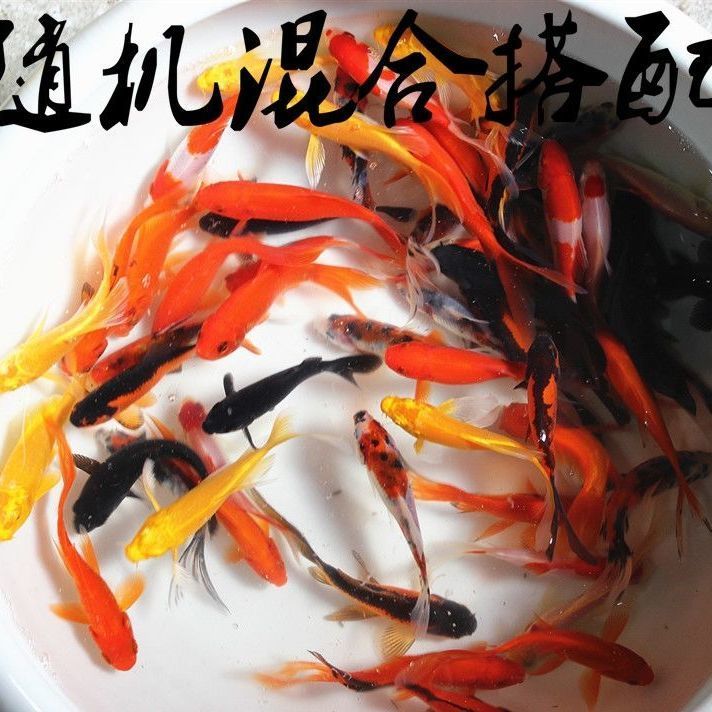 纯种锦鲤活鱼红白昭和大