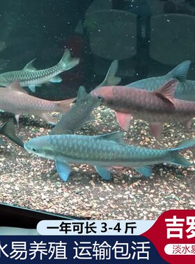 蓝吉罗异口新光唇保山蓝吉罗史氏原生大型冷水观赏稀有风水鱼异口