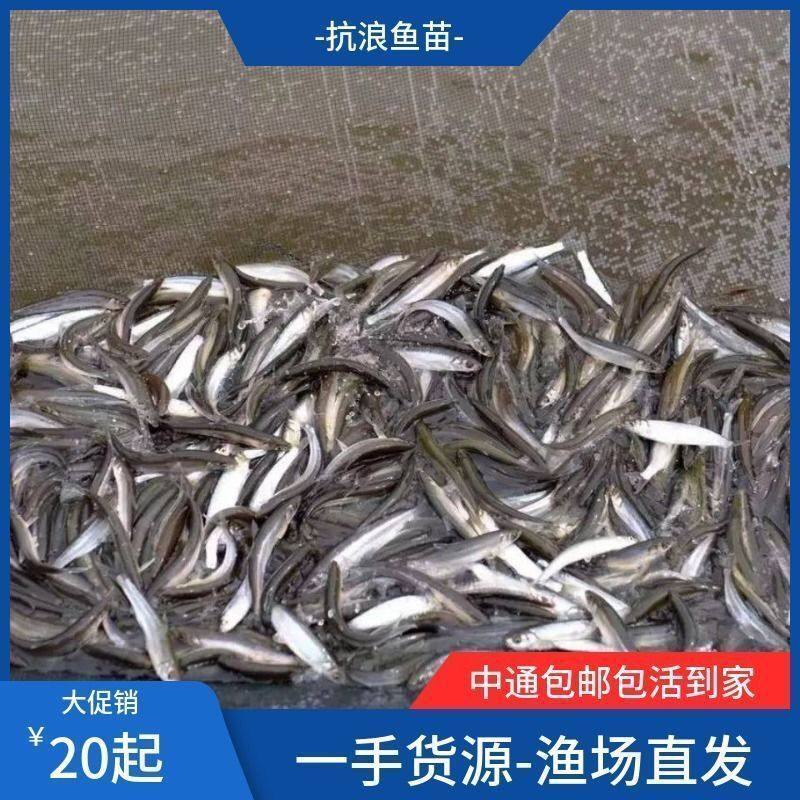 抗浪鱼苗抚仙湖鸭嘴浪白