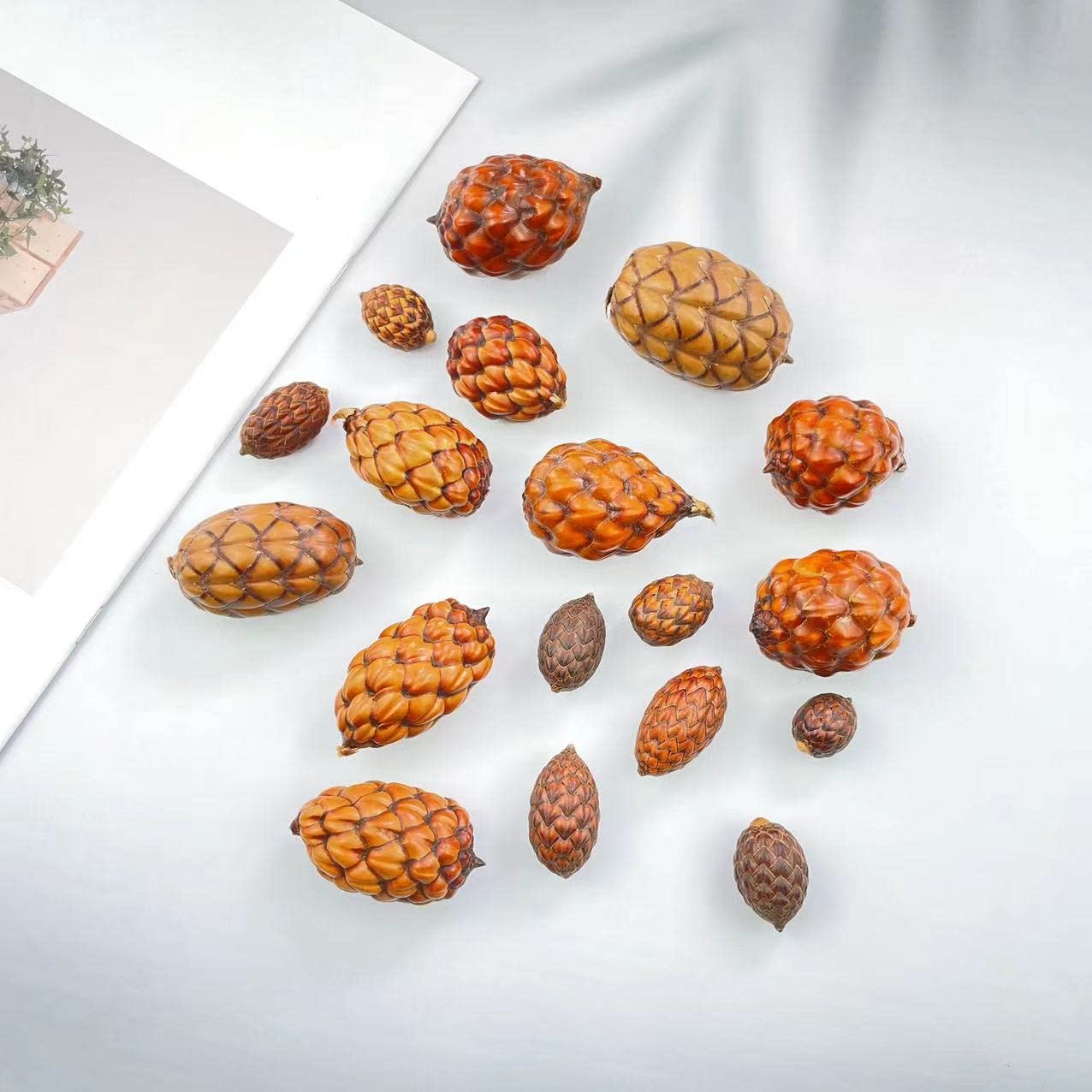 南美酒椰果棕榈科材料手作标本干花亚马逊酒椰罗菲亚椰子植物标本