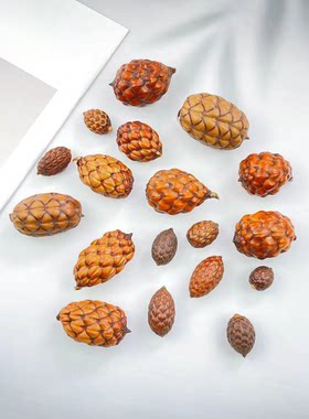 南美酒椰果棕榈科材料手作标本干