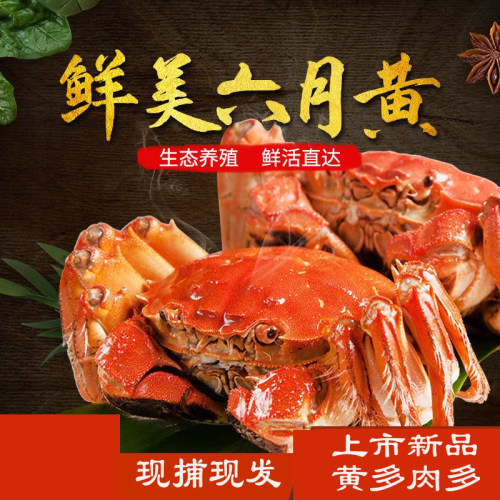 固城湖大闸蟹六月黄河蟹