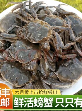 鲜活六月黄大闸蟹螃蟹河蟹产地直发小螃蟹香辣蟹一元蟹五元河蟹