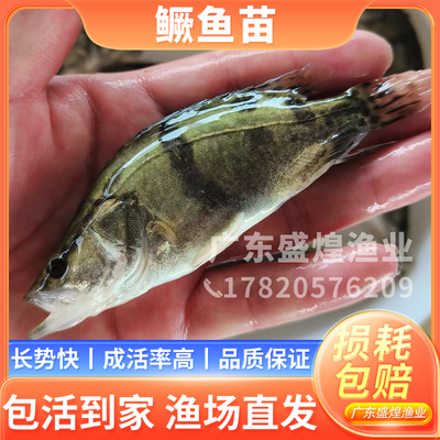 优质桂花鱼苗 抗病性强鳜鱼苗桂鱼苗 翘嘴鳜鱼斑鳜鱼鳌花淡水养殖