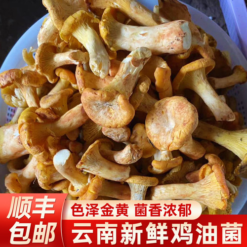 云南野生新鲜鸡油菌当季现采