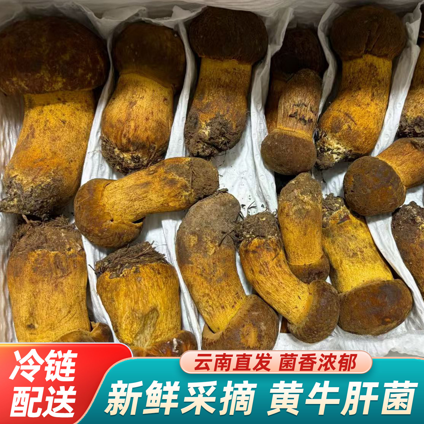 新鲜野生黄牛肝菌冰冻见手青500g