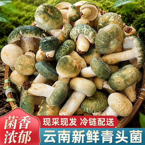 云南当季新鲜野生青头菇鲜菌