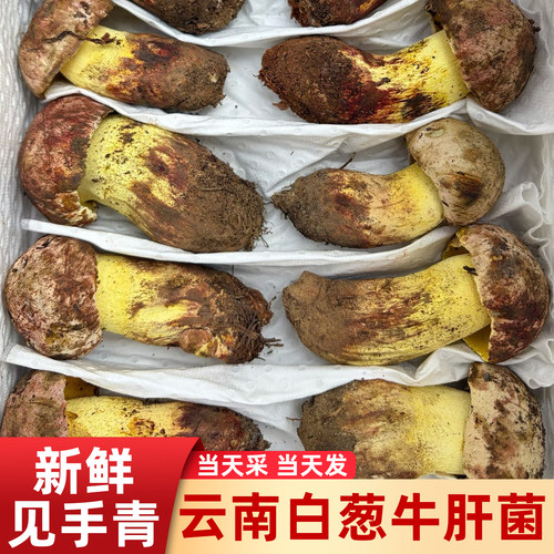 新鲜白葱牛肝菌冰冻鲜野生见手青