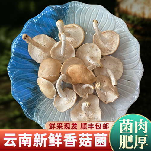 云南深山野生香菇新鲜采摘鲜菌