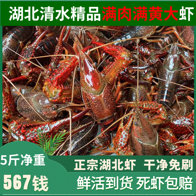 湖北潜江清水鲜活小龙虾567钱五斤大虾超大自产自销（满肉满黄）