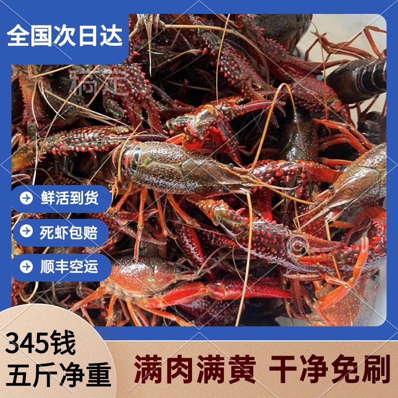 湖北潜江小龙虾清水养殖虾345钱五斤装顺丰包邮(适合剥虾尾）