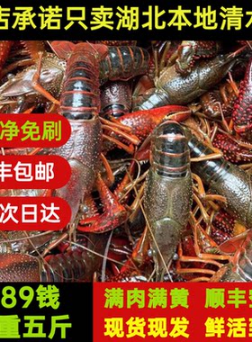 湖北潜江清水小龙虾满肉满黄