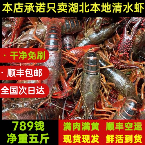 湖北潜江清水小龙虾满肉满黄