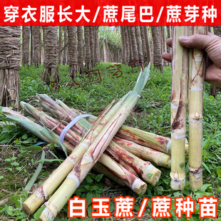 甘蔗种苗广西白玉甘蔗苗种子适合南北方种植白玉蔗种苗玻璃脆蔗种
