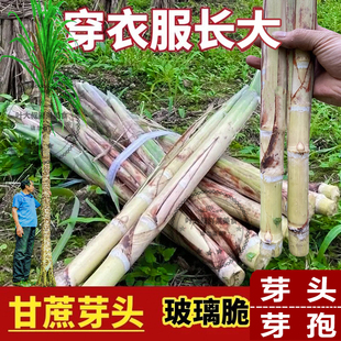 广西白玉甘蔗苗种木格白玉蔗玻璃脆甘蔗种子非黑皮黄皮青皮种苗