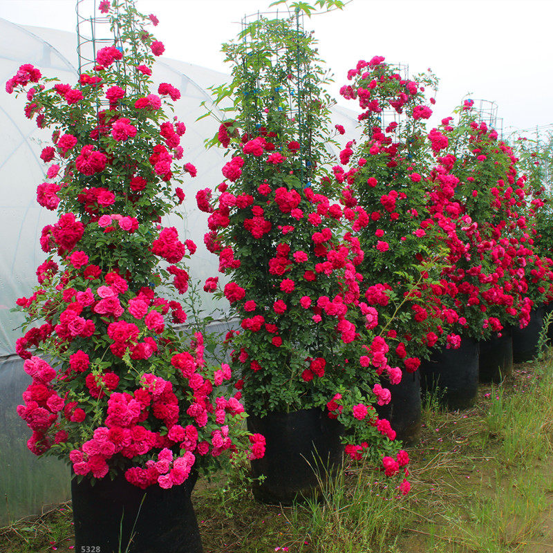甜蜜红木香花苗蔷薇藤本月季花苗土壤覆盖物