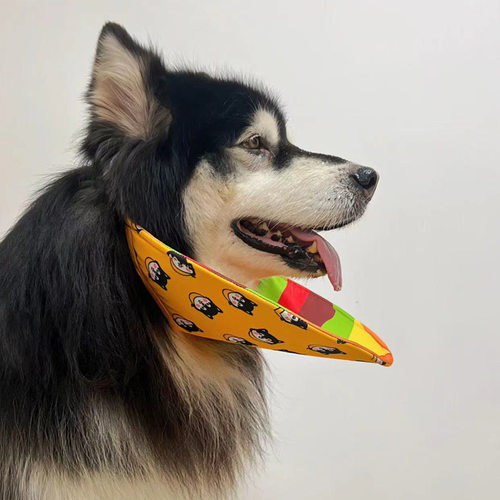 金毛大型犬狗阿拉斯加