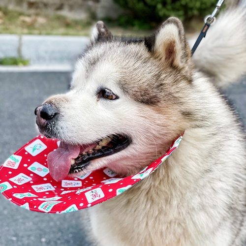 大型犬金毛萨摩耶防水大型犬
