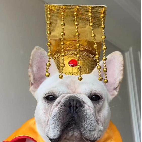 狗狗皇帝帽宫廷头饰创意搞怪猫咪头套宠物龙帽头冠cos拍照拍视频,宠物/宠物食品及用品,其它服饰配件,淘宝优惠券,粉丝福利购,淘宝优惠卷