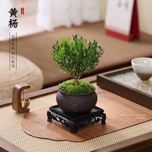 黄杨盆景老桩桌面植物室内外茶几绿植小盆栽庭院造型树苗四季常青