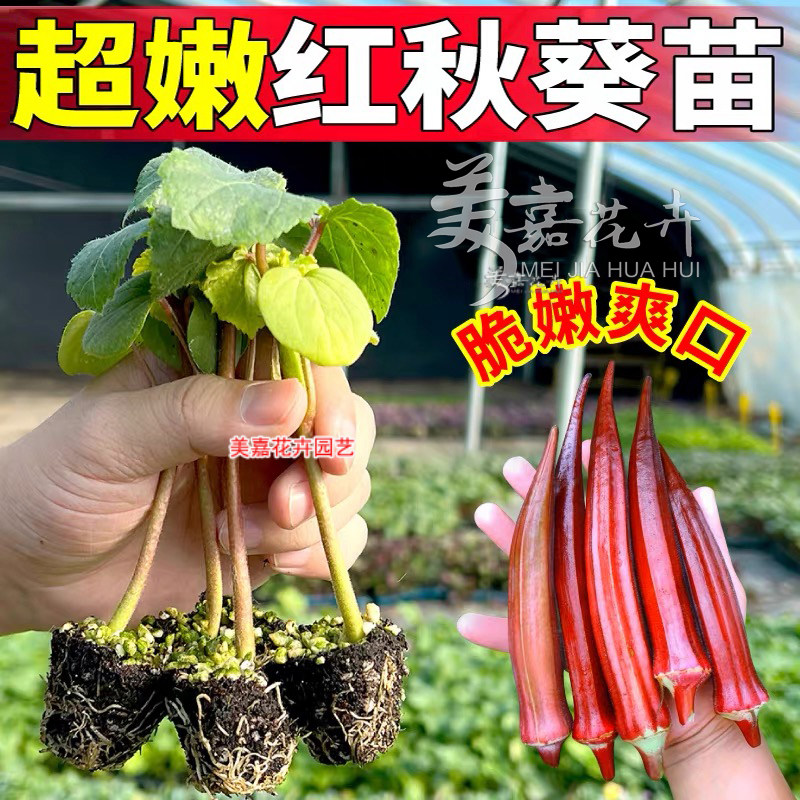 正宗水果秋葵苗秧黄红色秋葵苗脆嫩四季高产阳台庭院盆栽种植