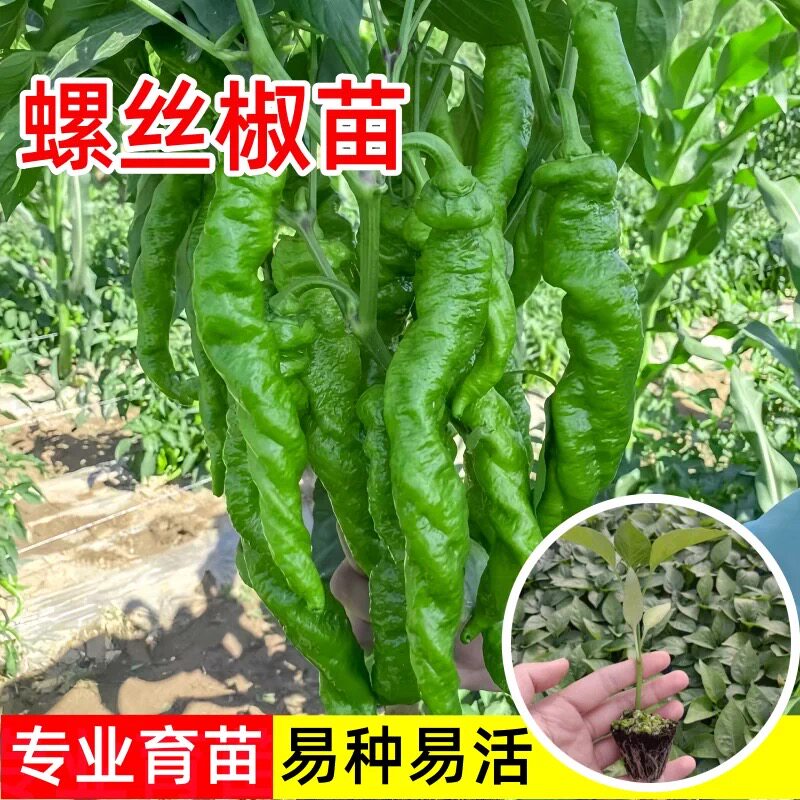 薄皮辣椒苗秧苗线椒种籽螺丝杭椒种子南方种植春季蔬菜苗种孑大全图片