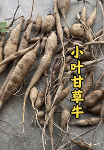 正宗广西土货新鲜牛大力野生小叶甘草牛清香甘甜煲汤泡酒