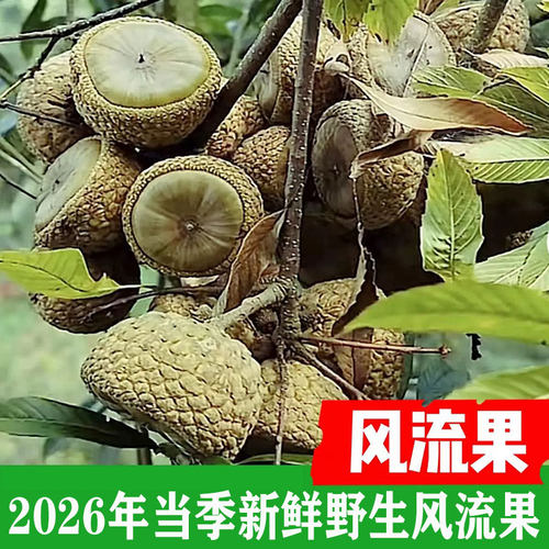 (新鲜生果）广西野生风流果新鲜生果带皮鲜果石头果滋补泡酒料