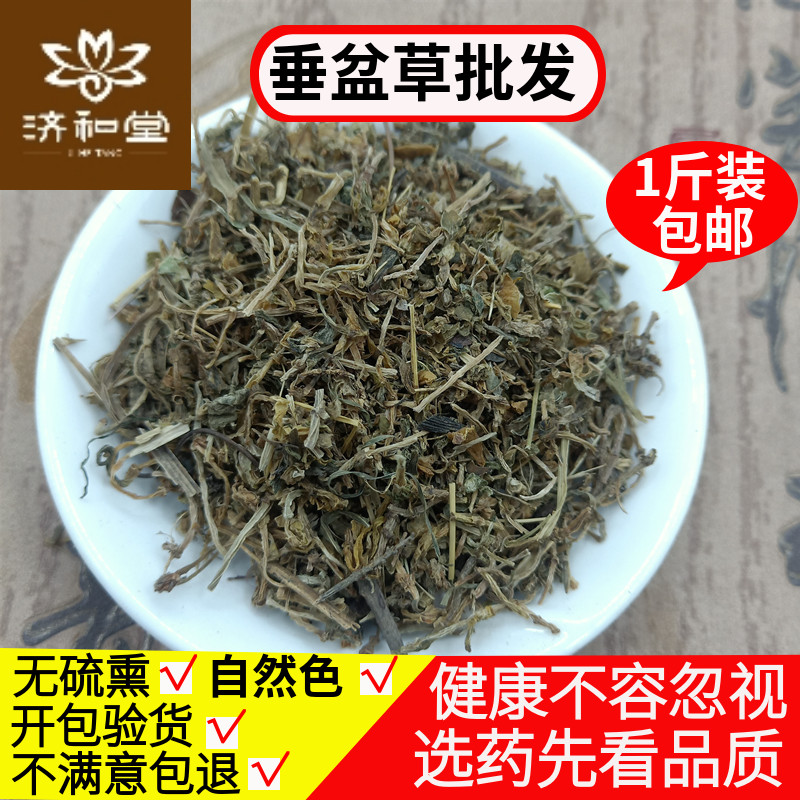 垂盆草中药材食用垂盆草泡茶 药用干货500克包邮锤盆草中草药店铺