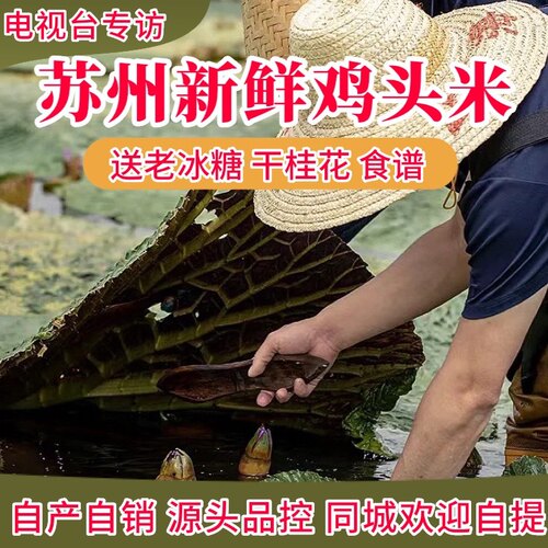 2026头采特级新鲜苏州鸡头米芡实