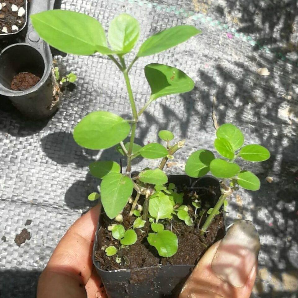 多年生血通菜苗绿苋叶蔬菜青菜菜苔种苗新品种四季种植宽叶十万错