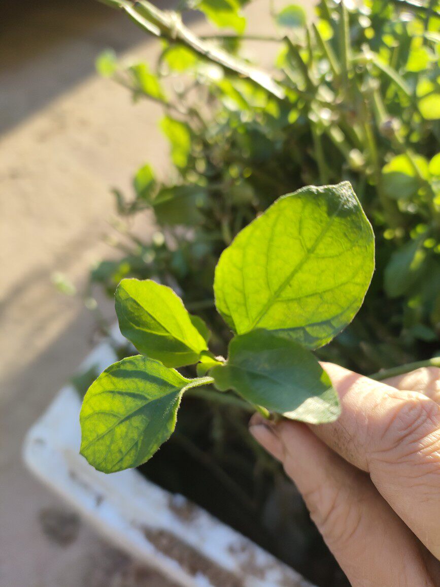 宽叶十万错种苗活力菜跌打草种子野菜四季常绿花型好可做观赏盆栽