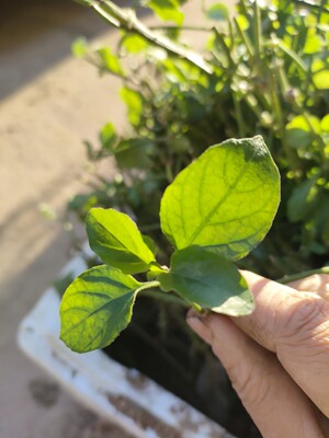 宽叶十万错种苗活力菜跌打草种子野菜四季常绿花型好可做观赏盆栽
