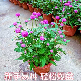 千日红盆栽带花苞庭院阳台四季开花耐热花卉易养活百日草花期长